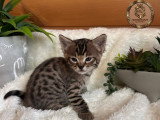 Chatons savannahs F3-C enregistrés TICA à vendre