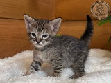 Chatons savannahs F3-C enregistrés TICA à vendre