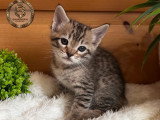 Chatons savannahs F3-C enregistrés TICA à vendre