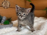 Chatons savannahs F3-C enregistrés TICA à vendre