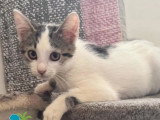 En attente d'un foyer : chaton femelle tigrée de 3 mois