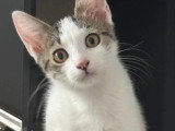En attente d'un foyer : chaton femelle tigrée de 3 mois