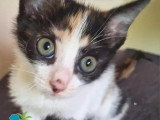 À adopter : chaton femelle tricolore de 2 mois