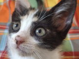À adopter : chaton femelle tricolore de 2 mois