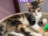 En quête d'un foyer : chaton femelle tricolore de 3 mois