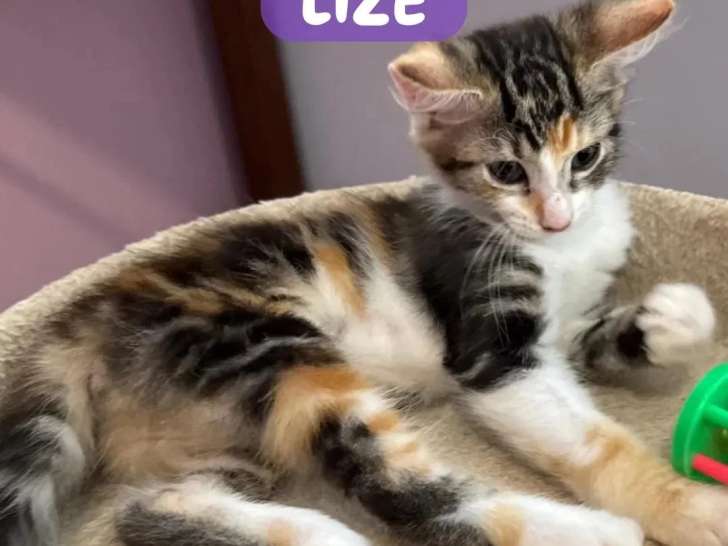 En quête d'un foyer : chaton femelle tricolore de 3 mois