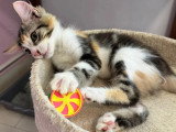 En quête d'un foyer : chaton femelle tricolore de 3 mois