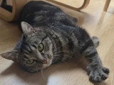 À la recherche d'une famille : chat tigré de 2 ans