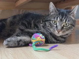À la recherche d'une famille : chat tigré de 2 ans