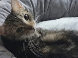 Prête pour l'adoption : chatte tigrée de 2 ans