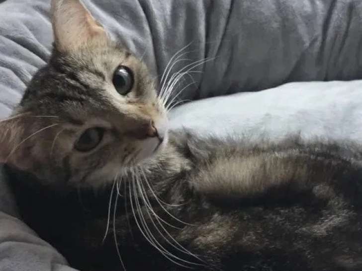 Prête pour l'adoption : chatte tigrée de 2 ans