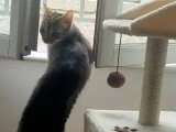 Prête pour l'adoption : chatte tigrée de 2 ans