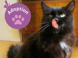 À la recherche d'une famille : chat noir de 4 ans