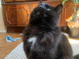 À la recherche d'une famille : chat noir de 4 ans