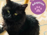 Adoption disponible : chat noir de 4 ans