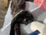 Adoption disponible : chat noir de 4 ans