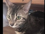 En quête d'un foyer : chatte Bengal tigrée d'un an