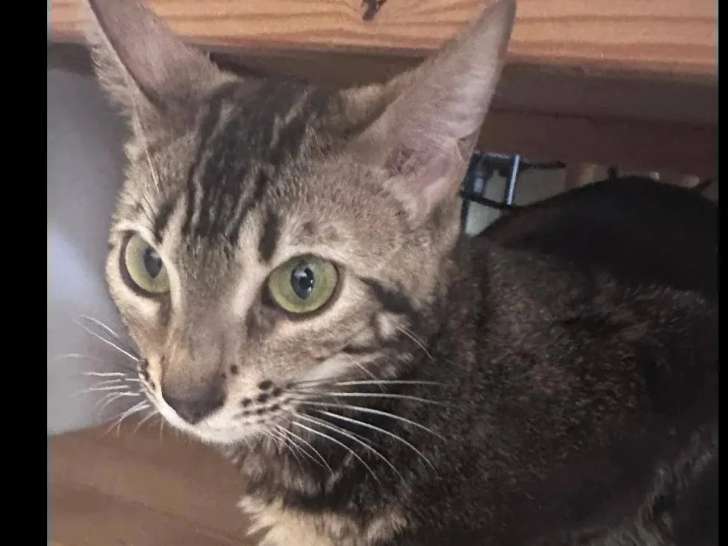 En quête d'un foyer : chatte Bengal tigrée d'un an