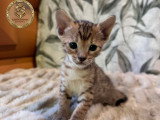 Chatons Savannah F6-SBT enregistrés TICA à vendre