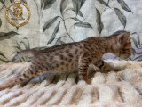 Chatons Savannah F6-SBT enregistrés TICA à vendre