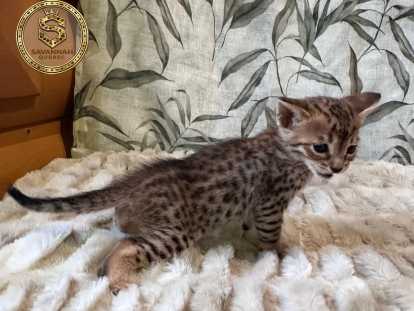 Chatons Savannah F6-SBT enregistrés TICA à vendre