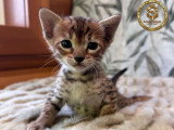 Chatons Savannah F6-SBT enregistrés TICA à vendre