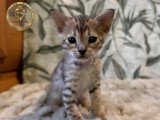 Chatons Savannah F6-SBT enregistrés TICA à vendre