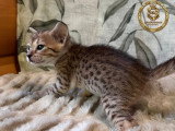 Chatons Savannah F6-SBT enregistrés TICA à vendre