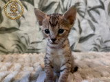 Chatons Savannah F6-SBT enregistrés TICA à vendre
