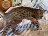 Chatons Savannah F6-SBT enregistrés TICA à vendre