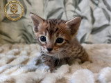 Chatons Savannah F6-SBT enregistrés TICA à vendre