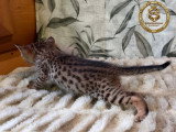 Chatons Savannah F6-SBT enregistrés TICA à vendre