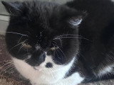 À adopter : chatte British Shorthair noire et blanche de 3 ans