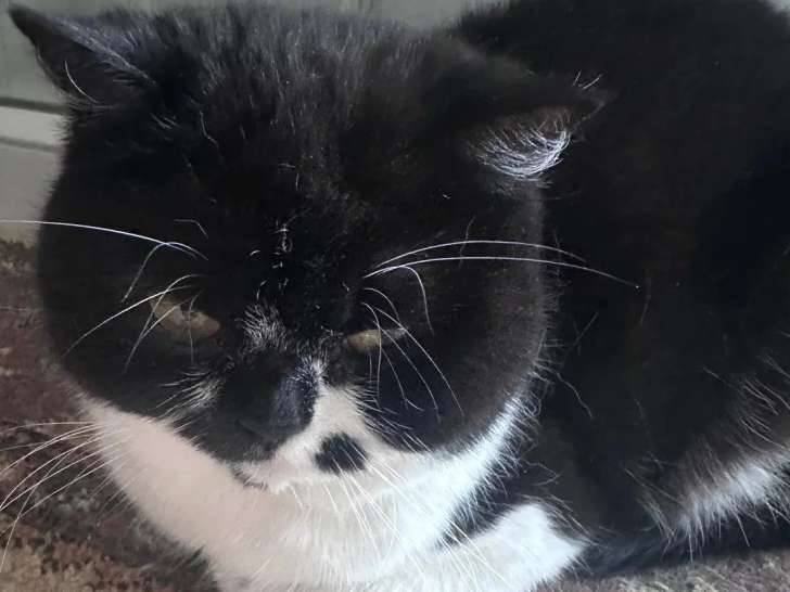 À adopter : chatte British Shorthair noire et blanche de 3 ans