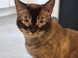 Prêt pour l'adoption : chat Bengal d'un an