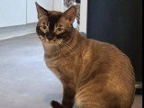 Prêt pour l'adoption : chat Bengal d'un an