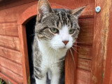 Disponible à l'adoption : chatte tigrée et blanche de 2 ans