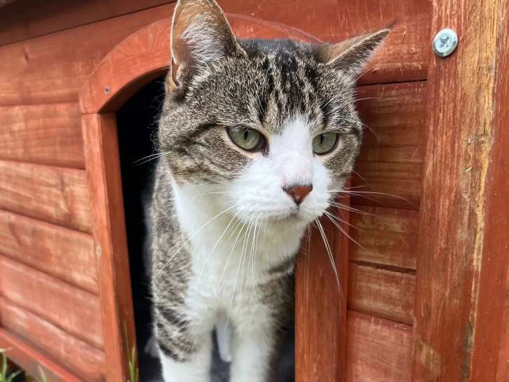 Disponible à l'adoption : chatte tigrée et blanche de 2 ans