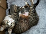 À adopter : chatte tigrée et blanche de 2 ans