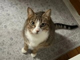À adopter : chatte tigrée et blanche de 2 ans