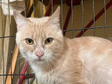 En attente d'un foyer : chat au pelage crème de 3 ans