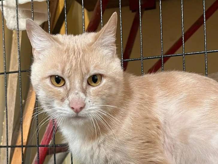 En attente d'un foyer : chat au pelage crème de 3 ans