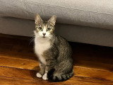 À la recherche d'une famille : chatte tigrée et blanche de 2 ans