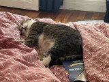 À la recherche d'une famille : chatte tigrée et blanche de 2 ans