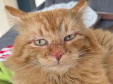 En quête d'un foyer : chat roux de 5 ans