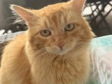 En quête d'un foyer : chat roux de 5 ans
