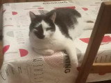 Disponible à l'adoption : chat noir et blanc de 6 ans