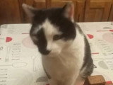Disponible à l'adoption : chat noir et blanc de 6 ans