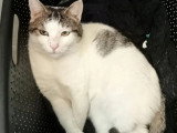 Prêt pour l'adoption : chat tigré blanc d'un an