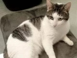 Prêt pour l'adoption : chat tigré blanc d'un an